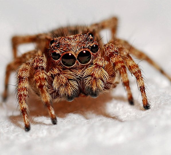 Jumping spider crawling on a white floor