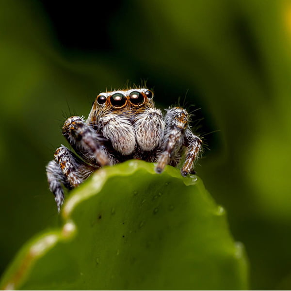 Jumping spider on a leaf