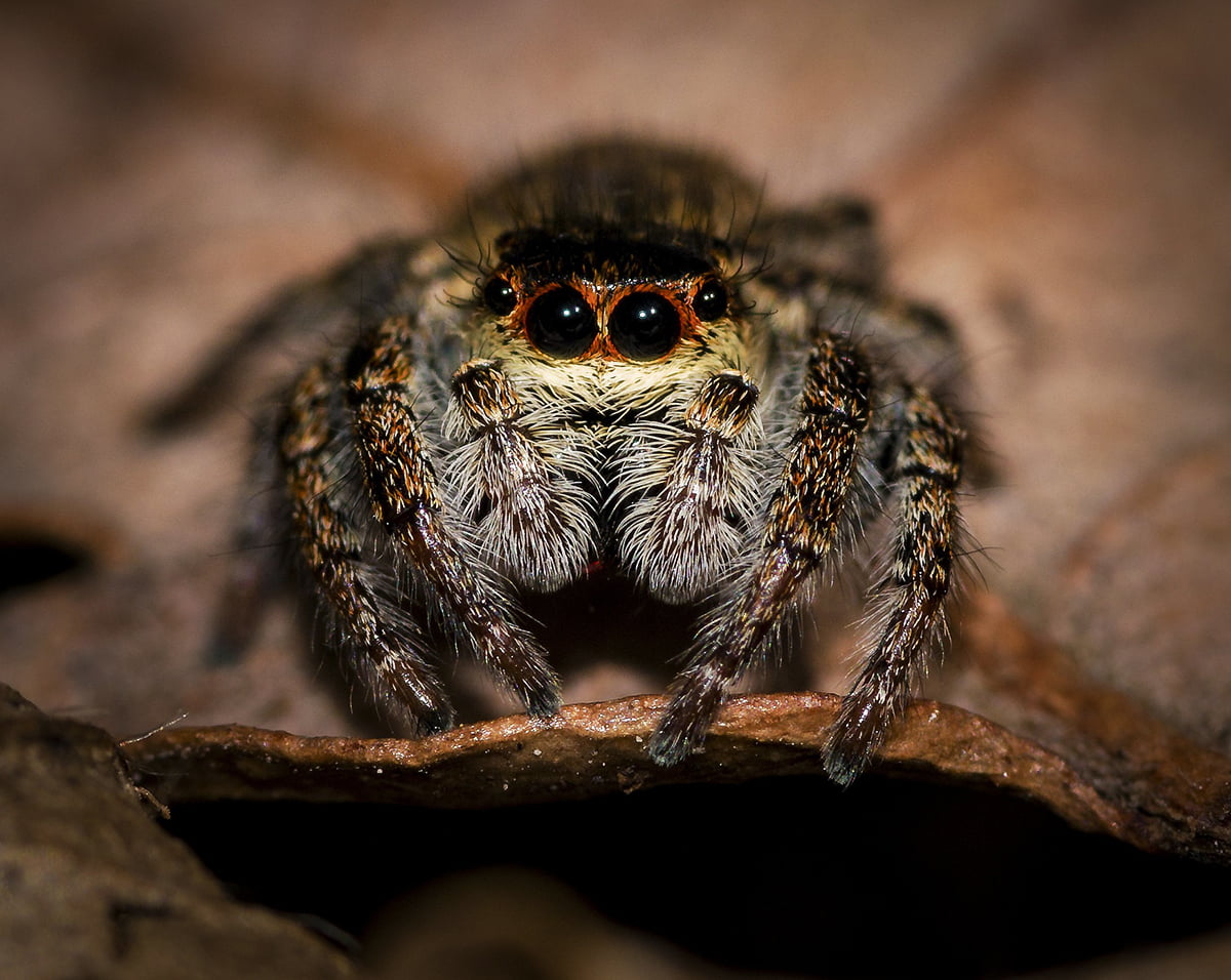 Jumping spider on a wet rock