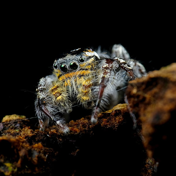 Little jumping spider close up on a bark