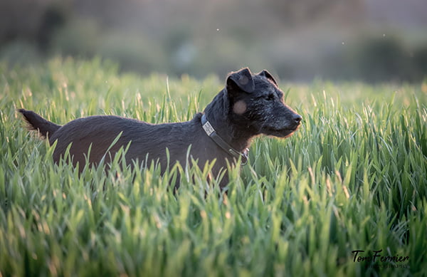 Patterdale Terrier on the field green grass