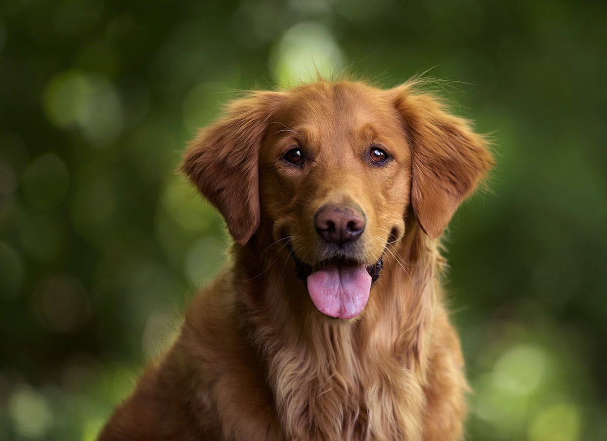 Red golden retriever