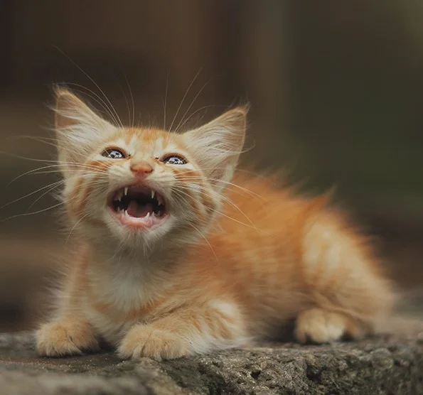 Scared cat sitting on the ground