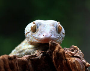 Tokay gecko close up look
