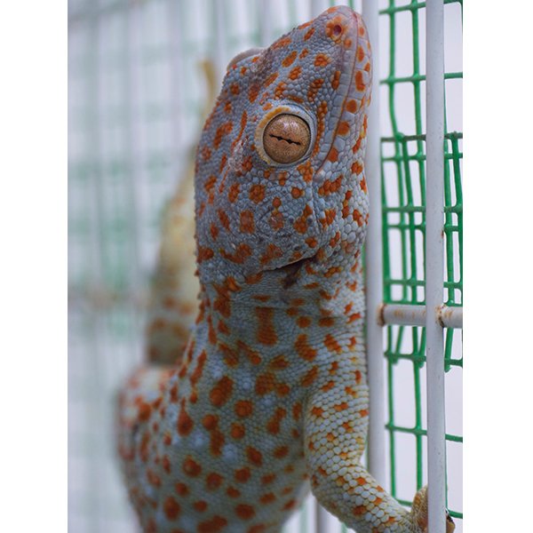Tokay gecko crawling inside the cage