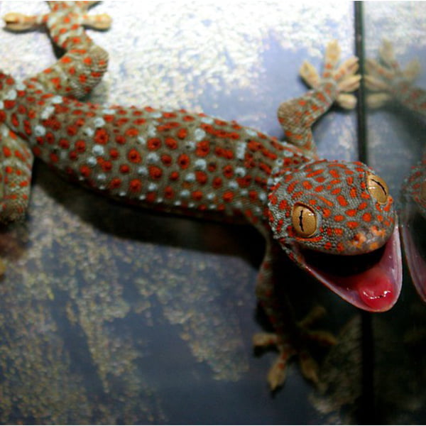 Tokay gecko showing his tongue