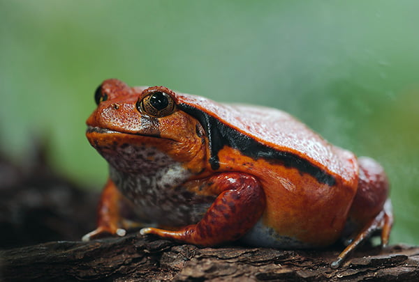 Tomato frog resting on a trunk