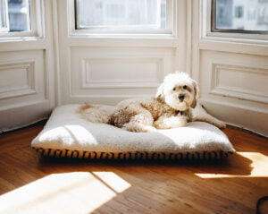 Whoodle dog laying on a pillow