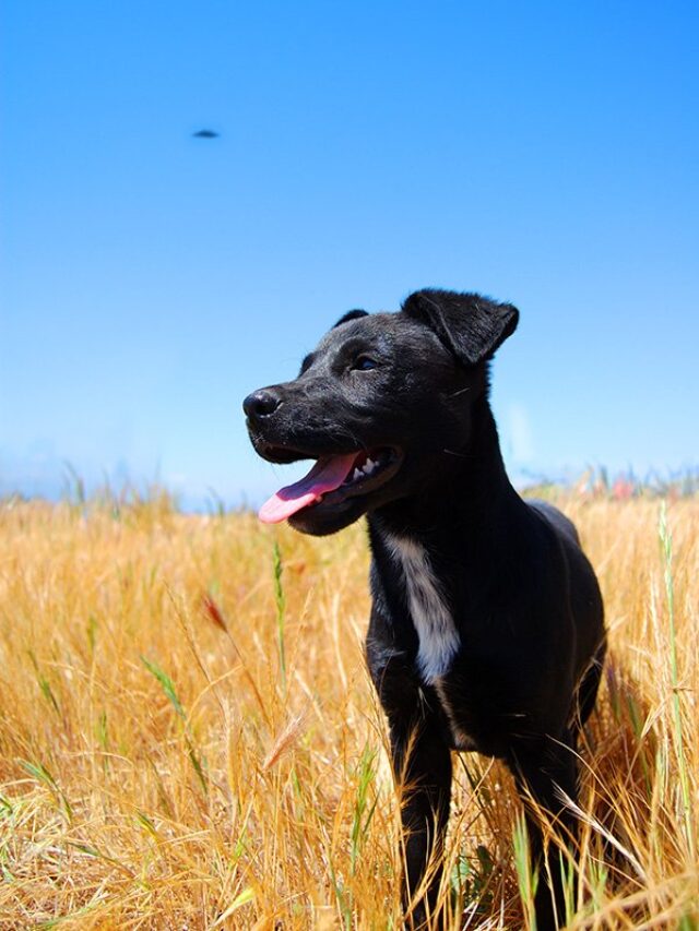 Why Patterdale Terriers Are the Perfect Pet?