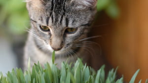 how to grow cat grass