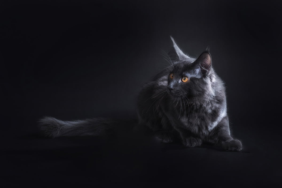 Black Maine Coon Breed And Care Guide