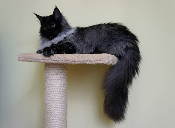 Black Maine Coon resting on the cat tower