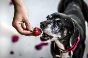 Owner feeding dog strawberry