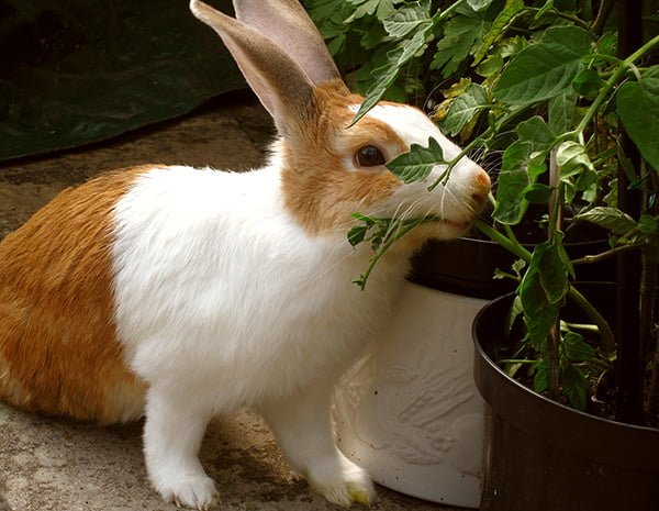 Rabbit eating tomato plant