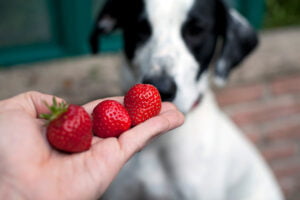 Can Dogs Eat Strawberries? All You Need To Know - The Pet Staff