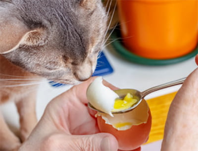 cat eat egg
