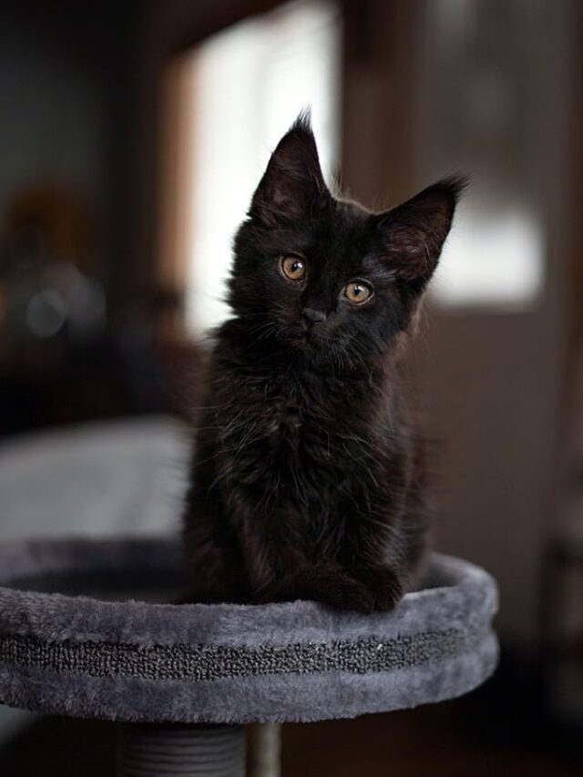 What Makes The Black Maine Coon Cats So Exquisite?