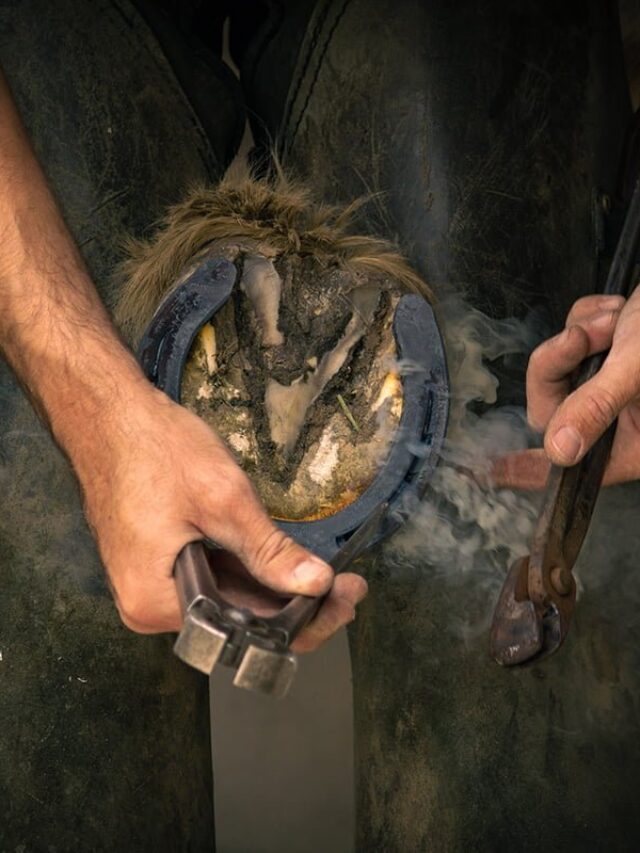 Why Horses Need Horseshoes The Pet Staff