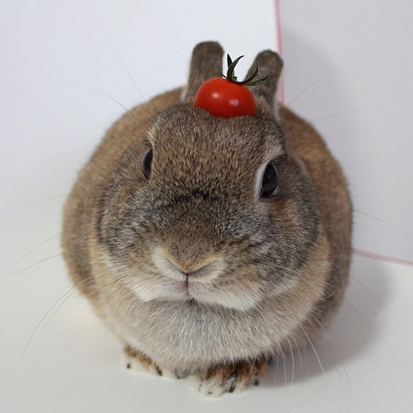 tomato on rabbit's head