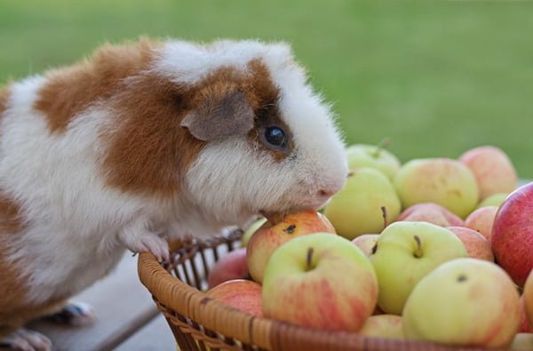 Teddy Guinea Pig smelling apples