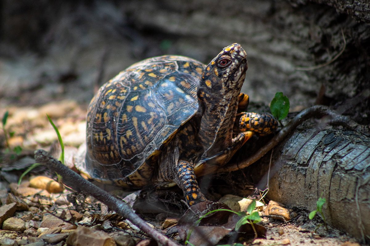 What do Box Turtles Eat?