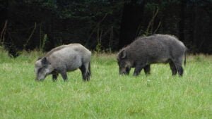 What Do Pigs Eat? - The Pet Staff