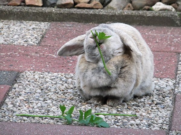 rabbit eating celery
