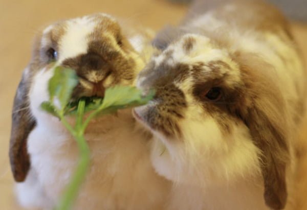 rabbits eating celery leaves