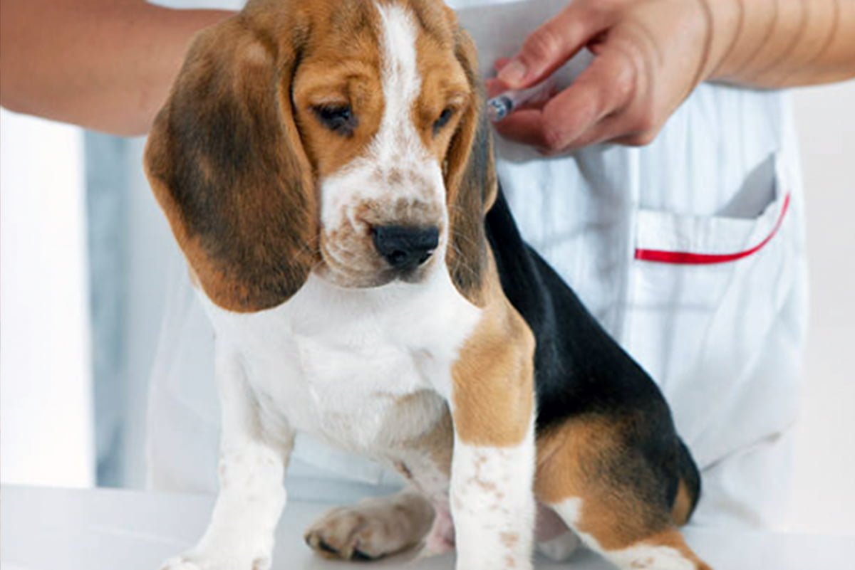 Bordetella Vaccine