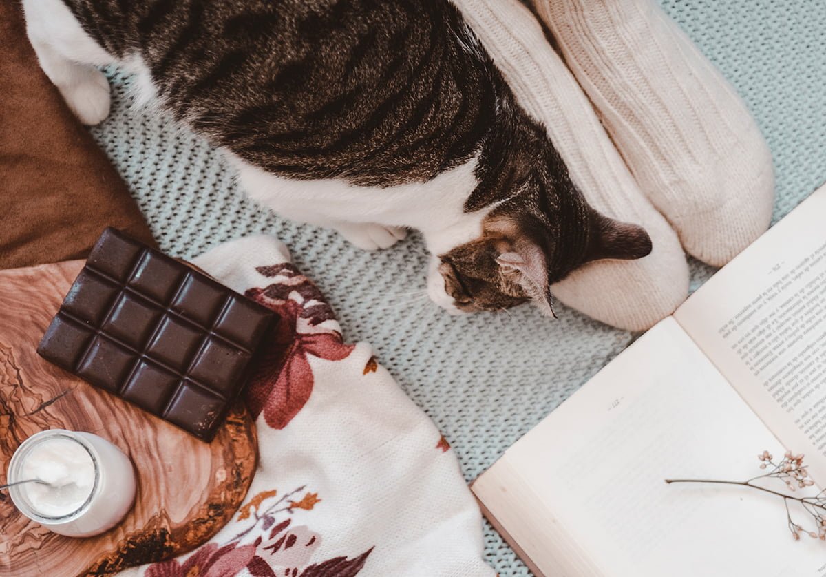 Can Cats Eat Chocolate