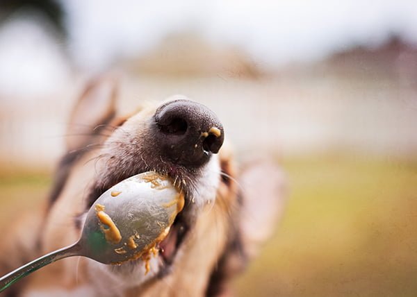 Dog eating peanut butter