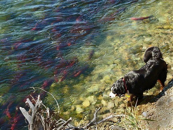 Dog watching salmon fish swim