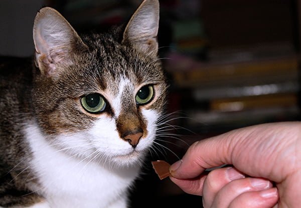 Owner feeding cat piece of chocolate