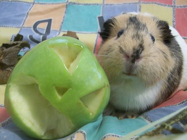 guinea pig eating apple