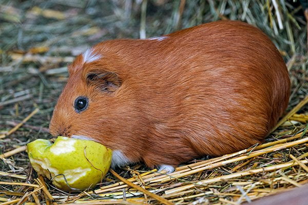 guinea pig eating green apple