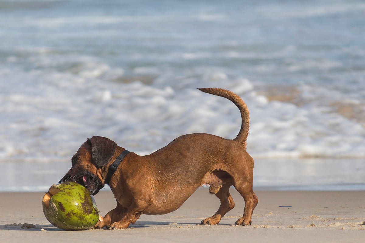 Can Dogs Eat Coconut? All You Need To Know