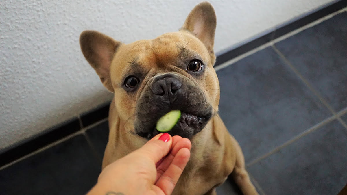 Can Dogs Eat Cucumbers