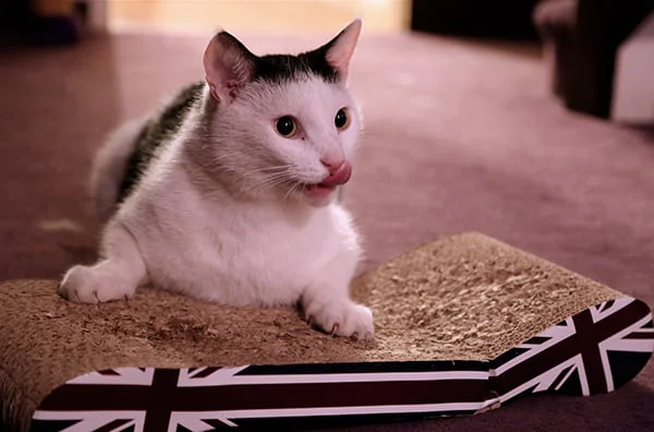 Cat and scratch post with catnip Cat and scratch post with catnip