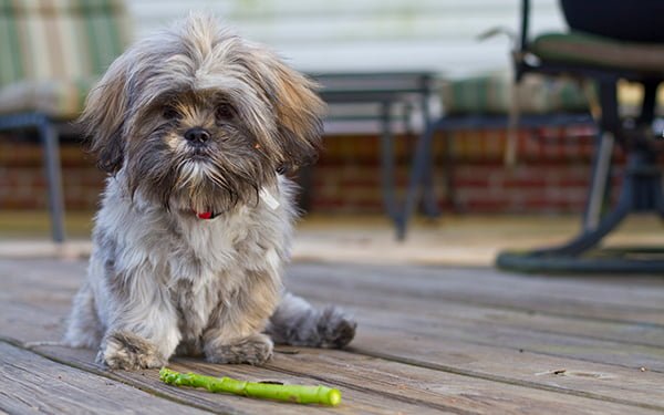 Dog and asparagus