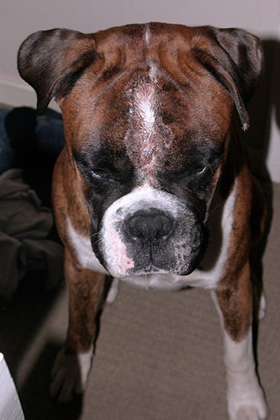 Dog with Pyoderma