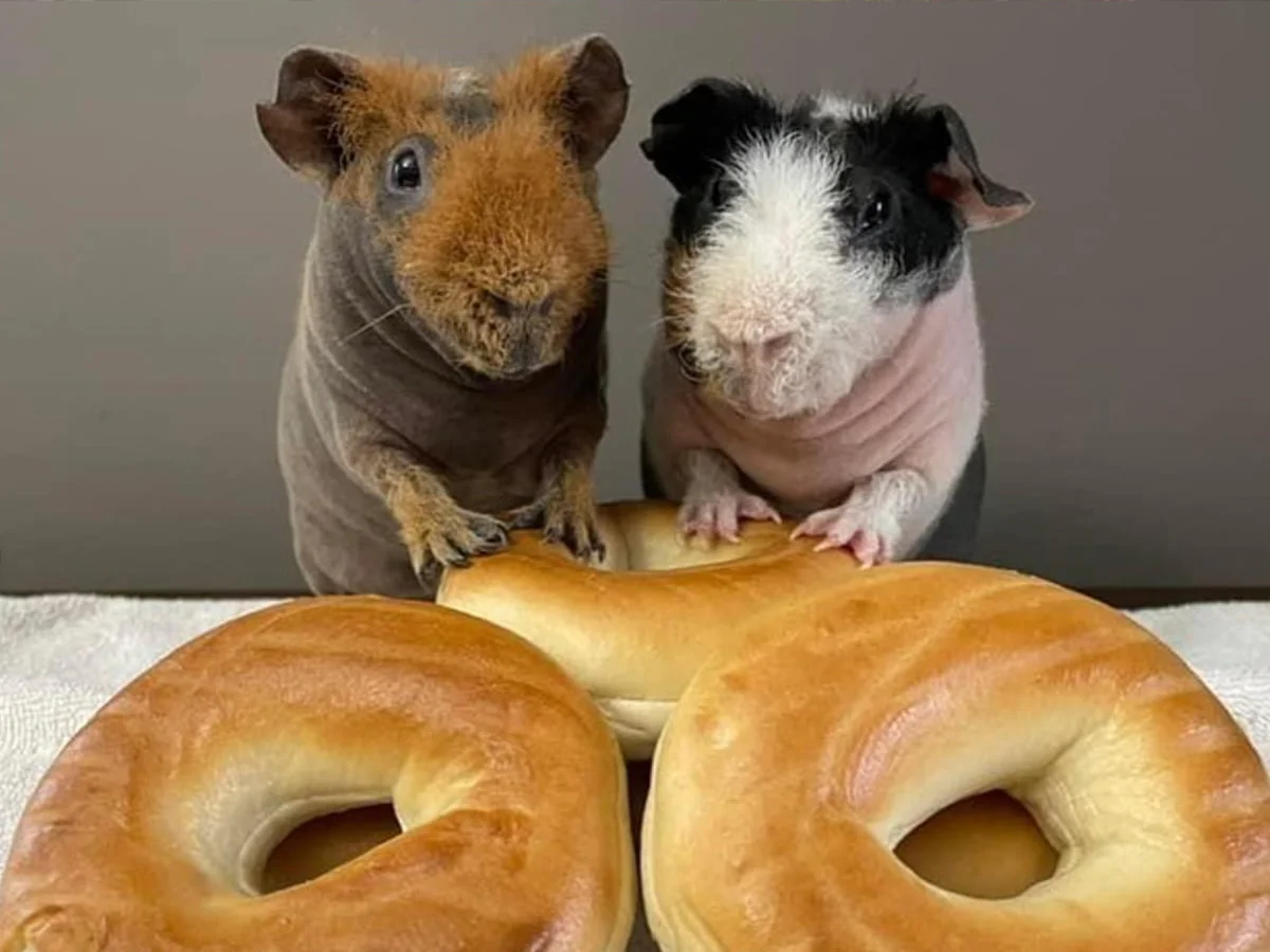 Hairless Guinea Pigs