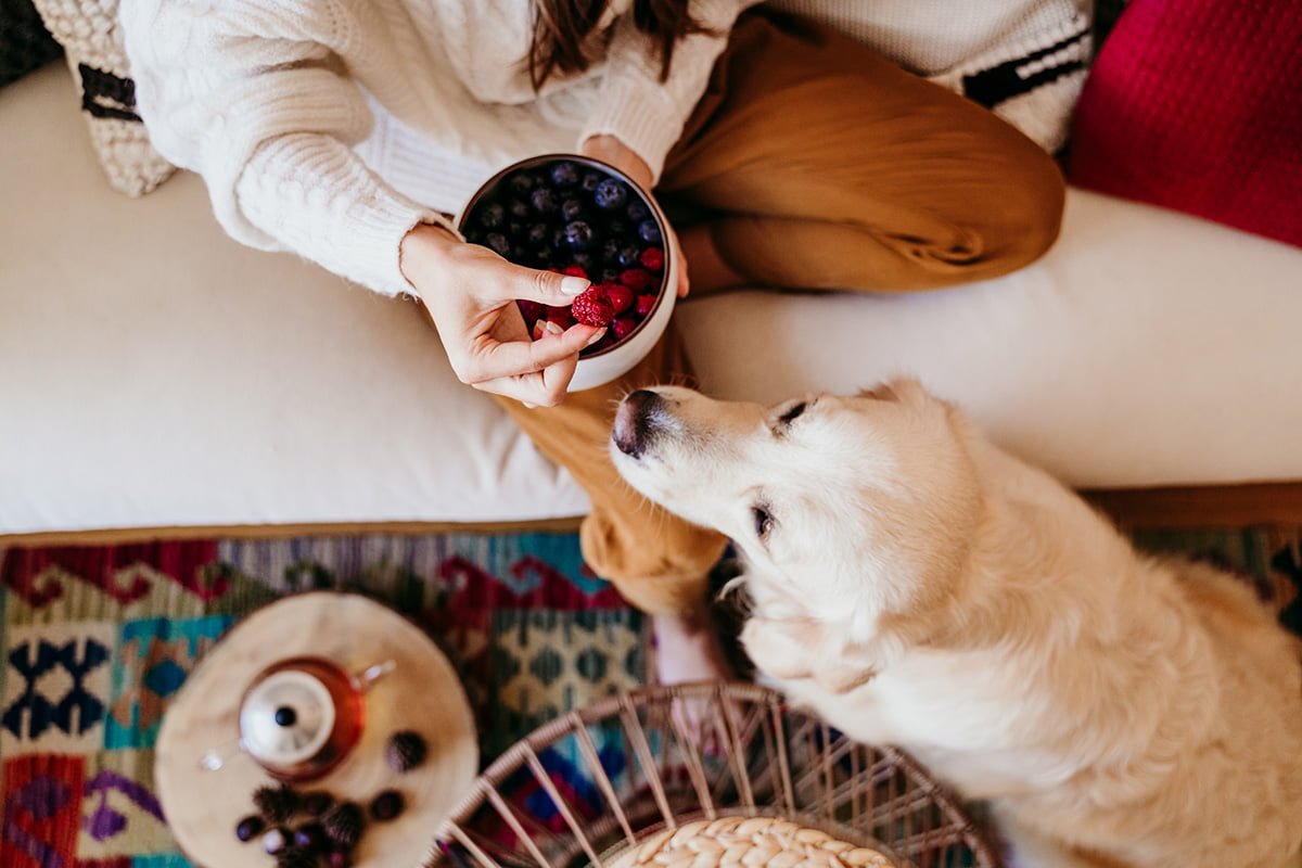 Can Dogs Eat Raspberries? Here’s What You Need To Know Before Feeding Them To Your Pup