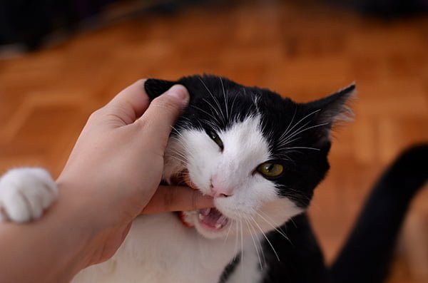 Cat biting owner's finger