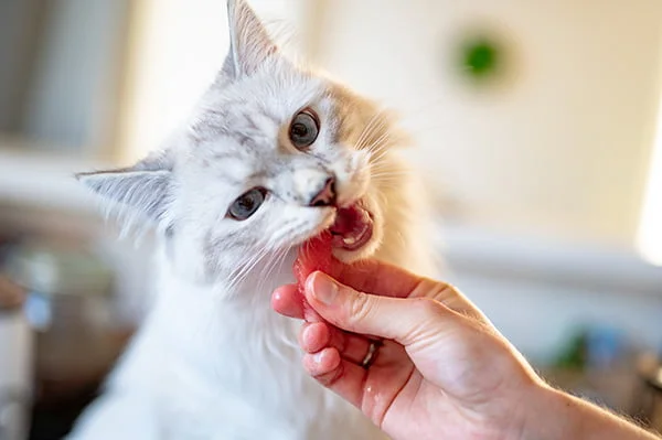 Cat eating watermelon