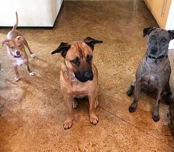 Dogs waiting for treats