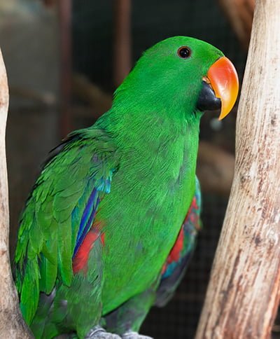 Eclectus Parrot perched on branch