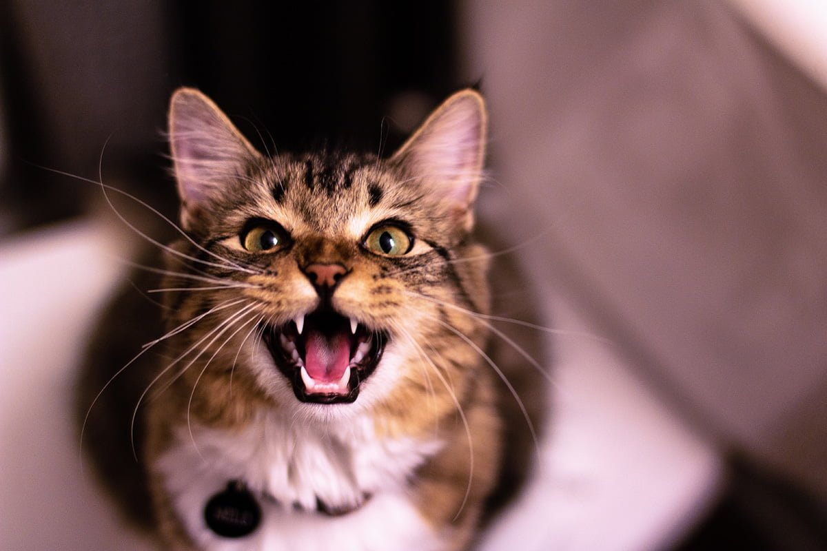 Purrfectly Explained: Decoding Your Cat Sounds
