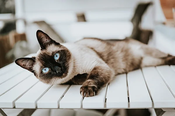 Siamese adult cat