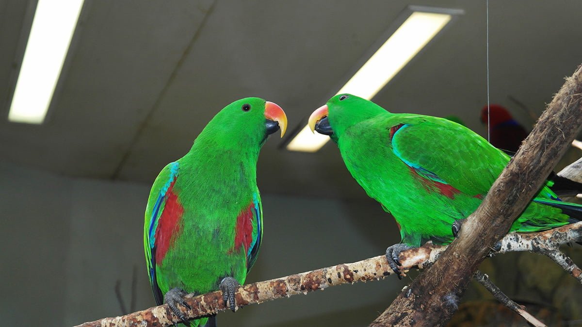 The Ultimate Eclectus Parrot Care Guide: Everything You Need To Know