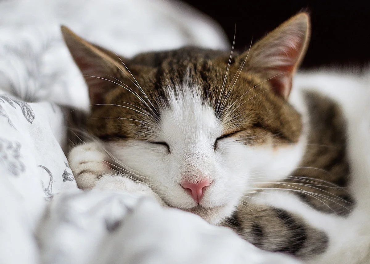 When Do Cats Stop Growing? Here Is What To Expect